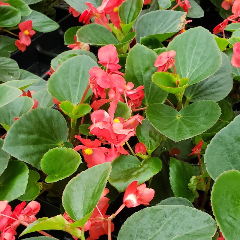 Begonia Begonia Hybrida Red Green Leaf From Hillcrest Nursery