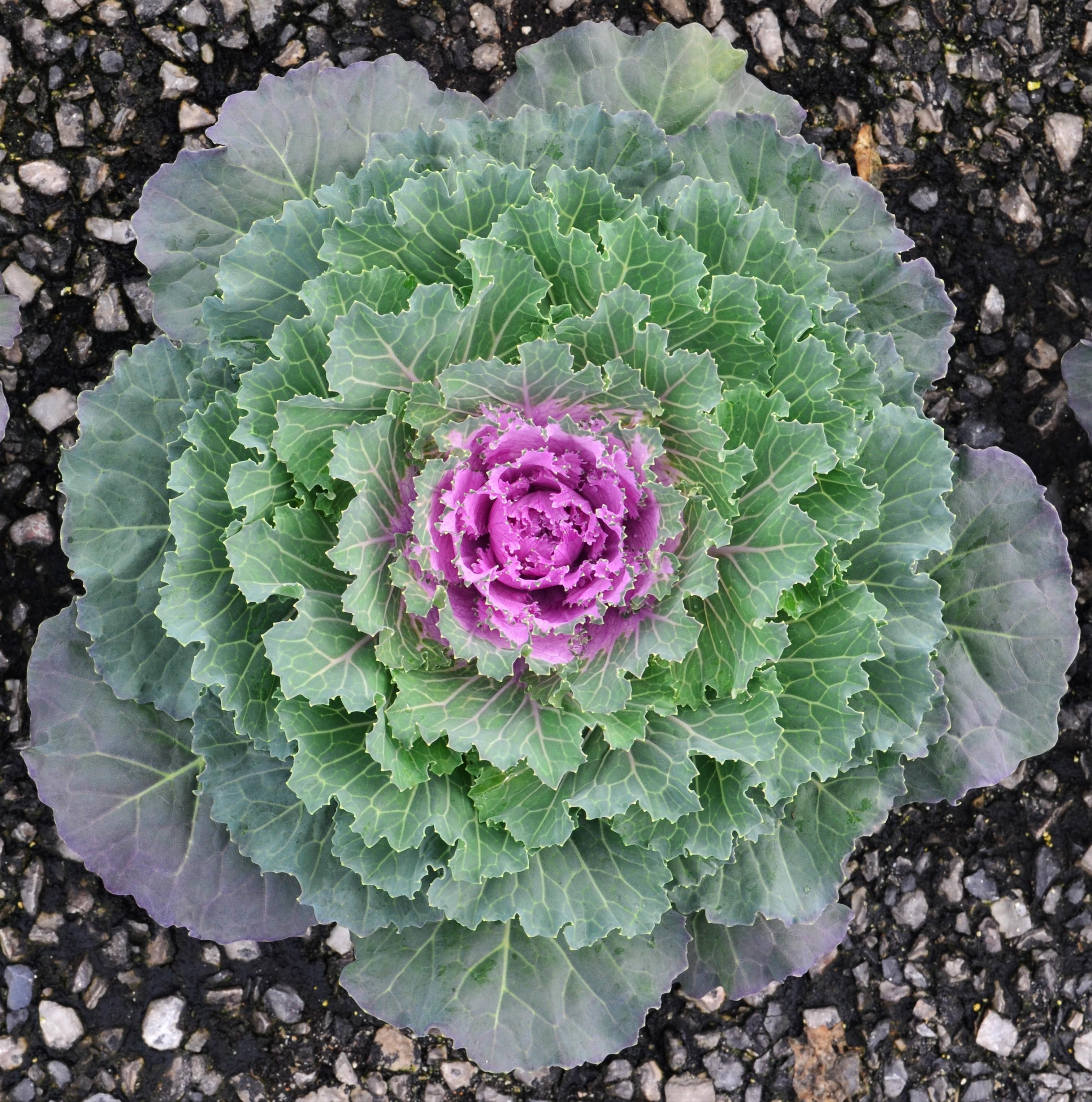 Ornamental Kale Brassica oleracea Songbird Pink from Hillcrest Nursery