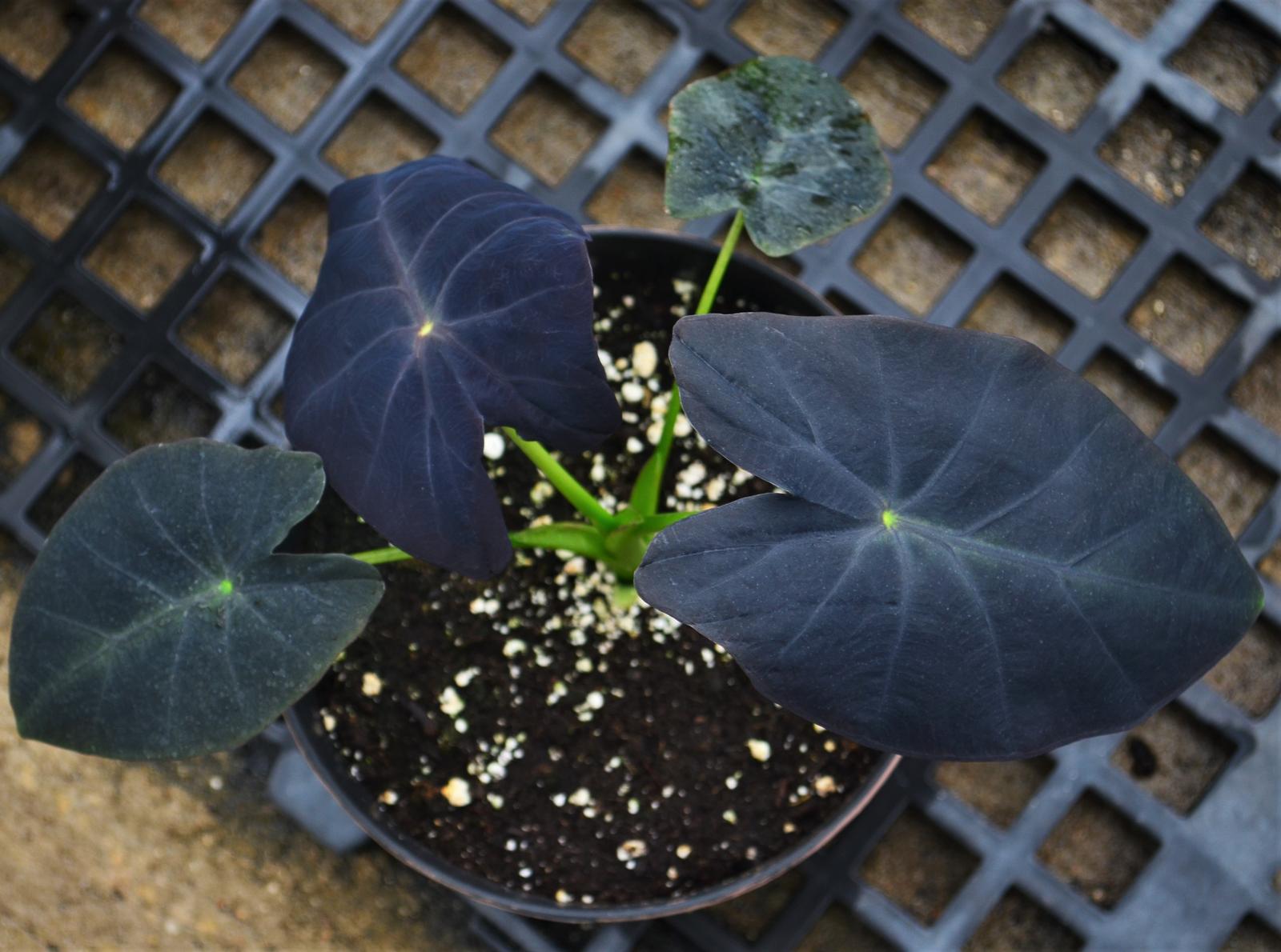 Elephant Ear Colocasia Black Beauty from Hillcrest Nursery