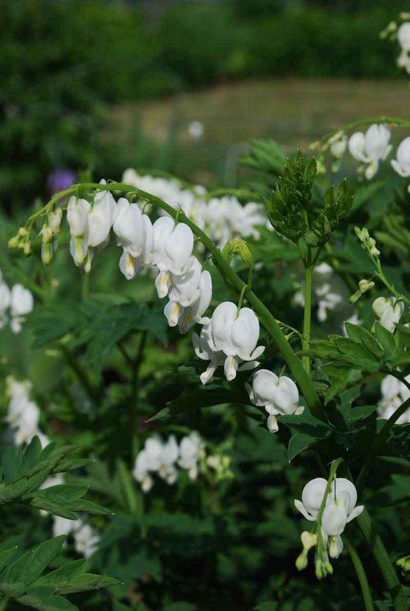 White Bleeding Heart Dicentra spectabilis Alba from Hillcrest Nursery