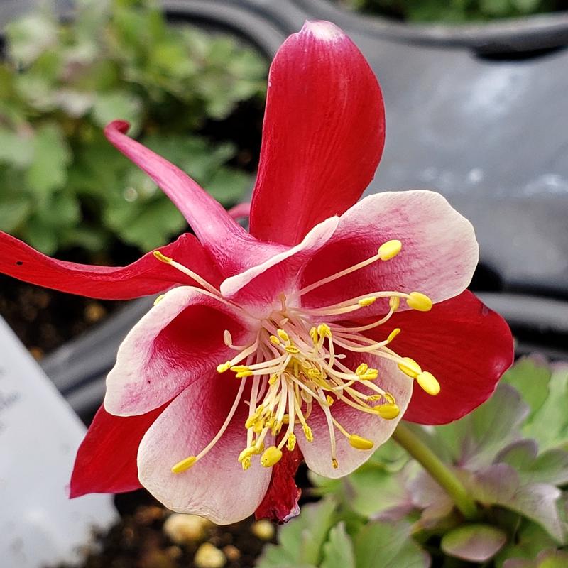 Columbine Aquilegia caerulea Origami Mix from Hillcrest Nursery