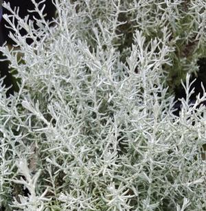 Curry Dwarf Helichrysum Angustifolium Nana From Hillcrest Nursery