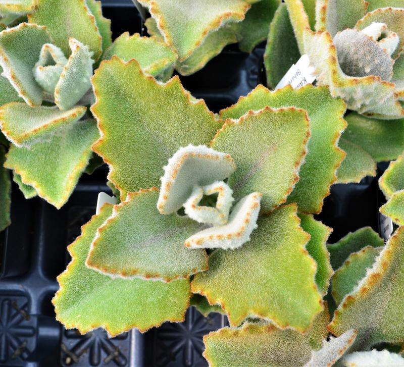 Kalanchoe Kalanchoe behariensis Fang from Hillcrest Nursery