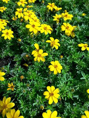 Bidens Bidens ferulifolia Bidy Gonzales from Hillcrest Nursery