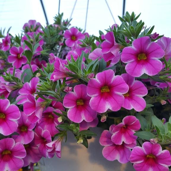 Calibrachoa Volcano Pink Calibrachoa Pink from Hillcrest Nursery