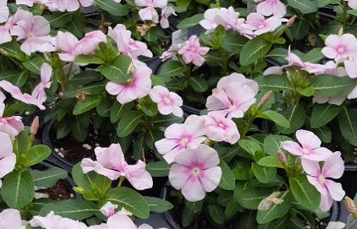 Vinca Pacifica Icy Pink Catharanthus roseus from Hillcrest Nursery