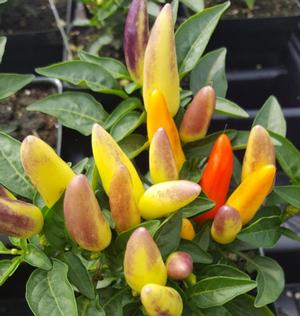 Ornamental Pepper Capsicum annuum Acapulco Multicolor from Hillcrest