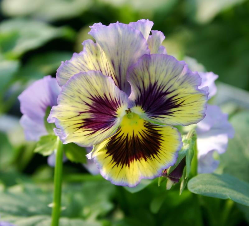 Pansy Frizzle Sizzle Viola Wittrockiana Sizzle From Hillcrest Nursery