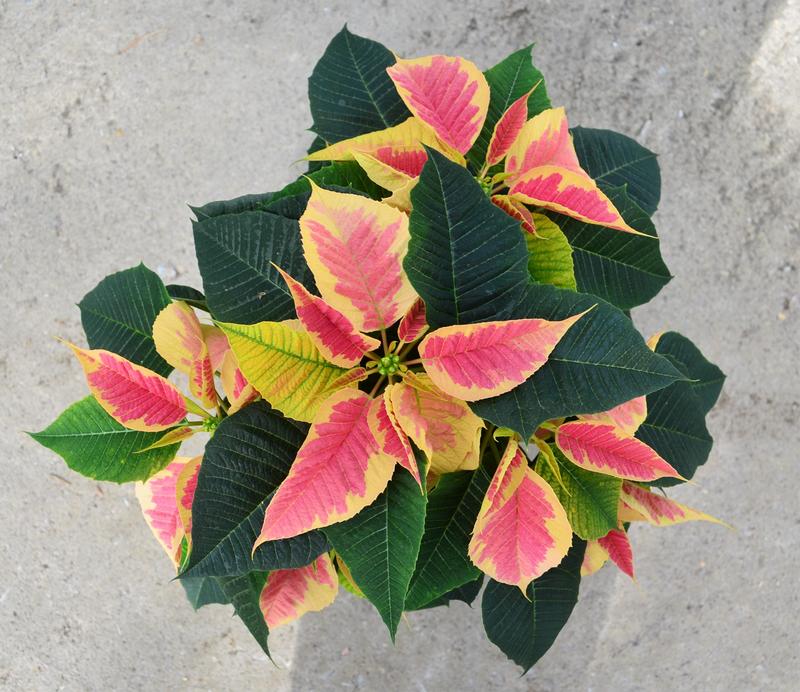 Poinsettia Euphorbia pulcherrima Christmas Beauty Marble from Hillcrest ...