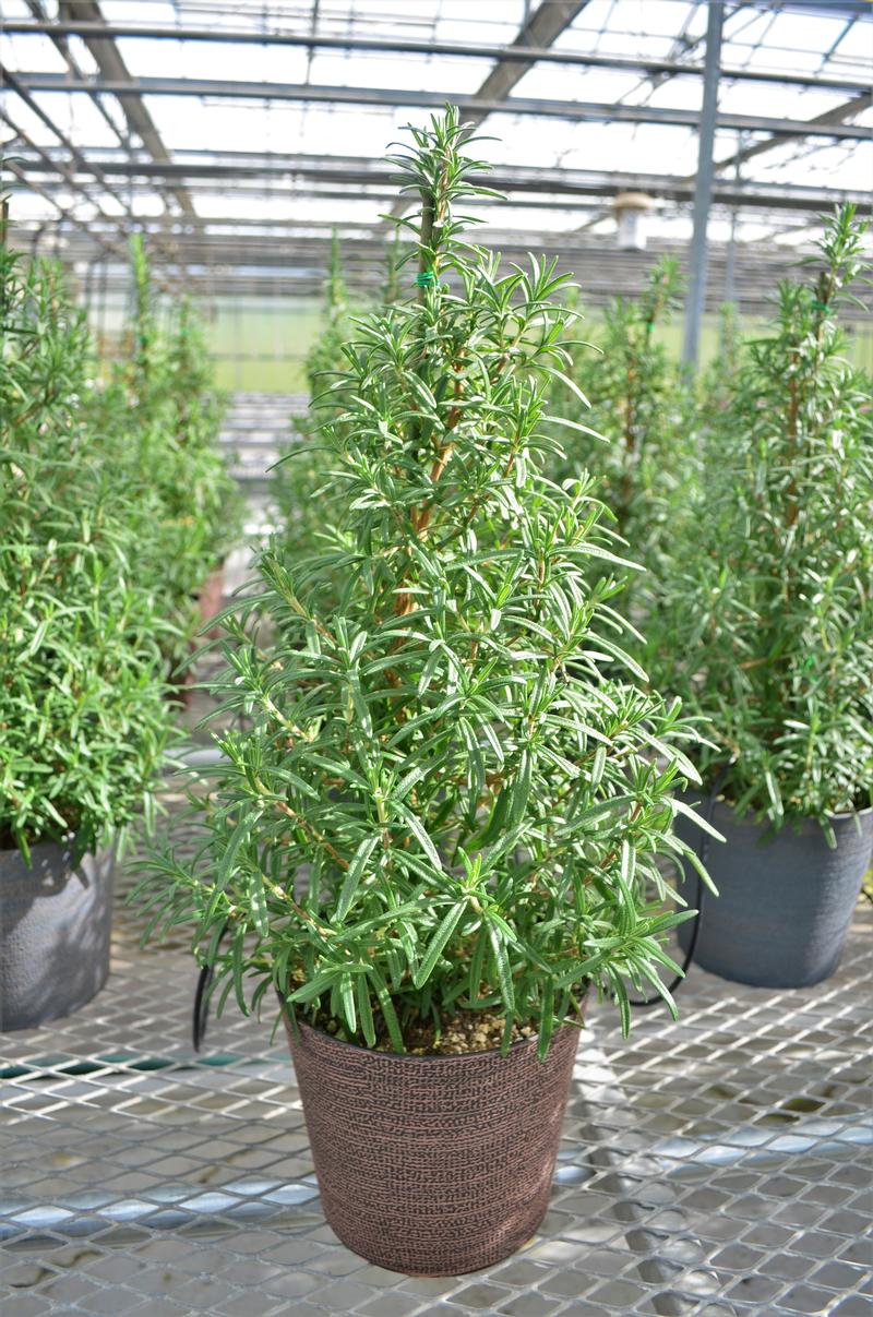 Rosemary Rosmarinus Tree from Hillcrest Nursery