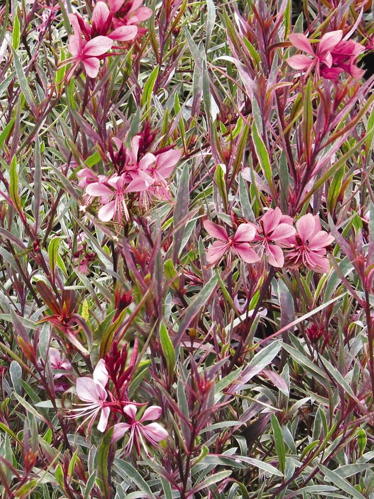 Wand Flower Gaura lindheimeri Passionate Rainbow from Hillcrest Nursery