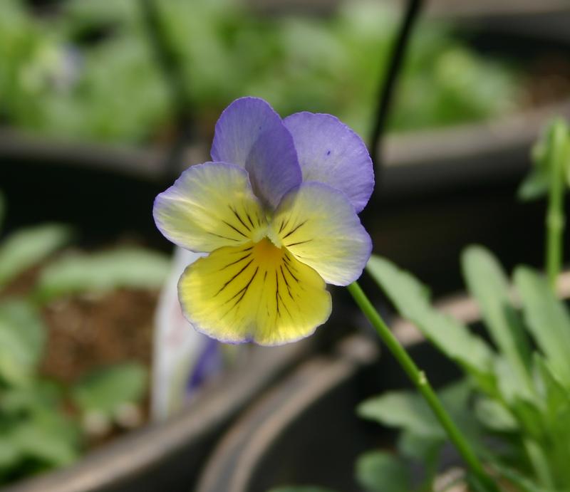 Pansy Cool Wave Morpho