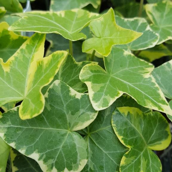 Ivy Hedera helix Variegated from Hillcrest Nursery