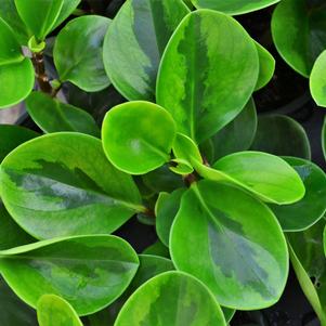 Foliage from Hillcrest Nursery