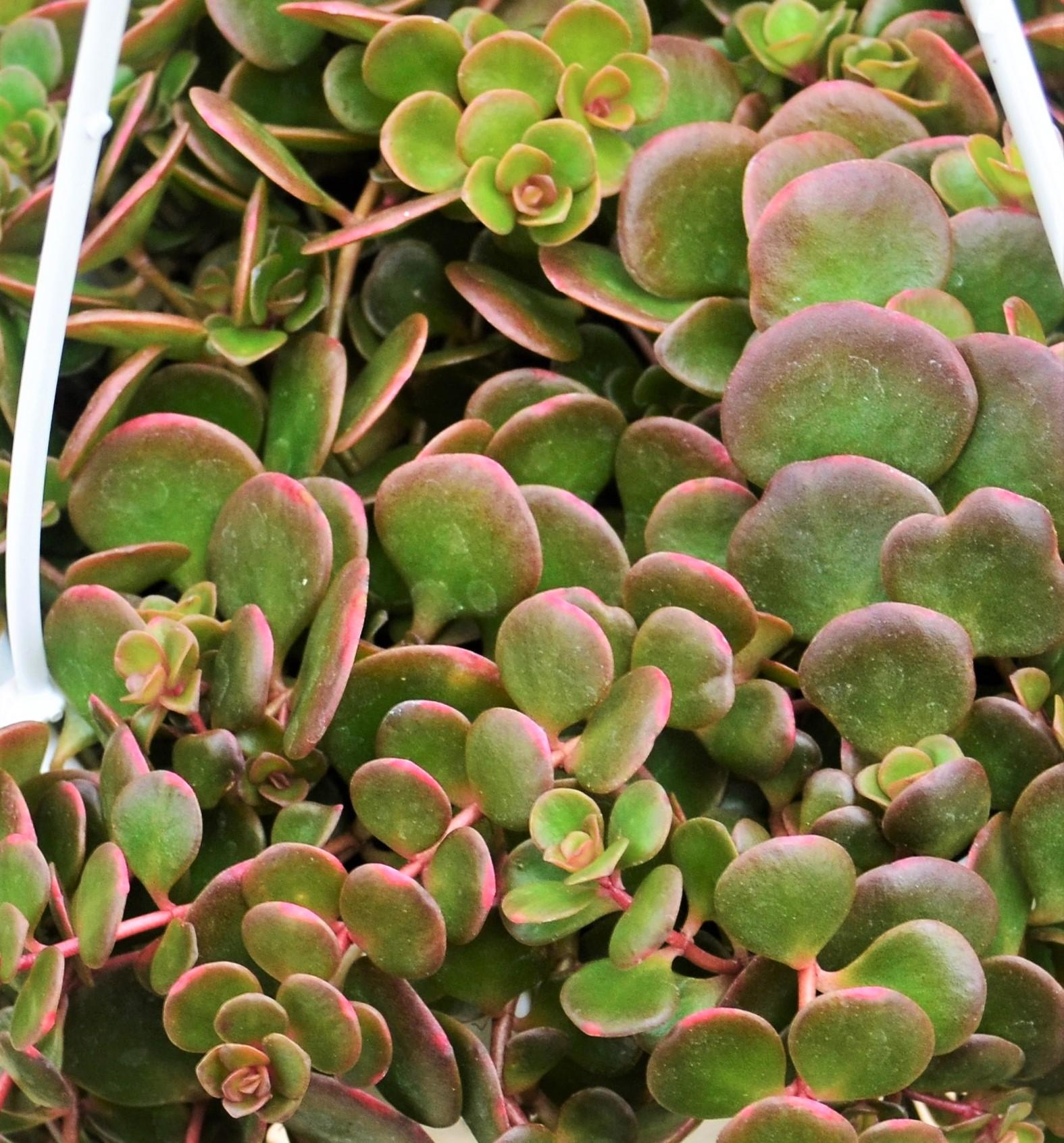 Foliage from Hillcrest Nursery