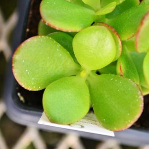 Succulents from Hillcrest Nursery