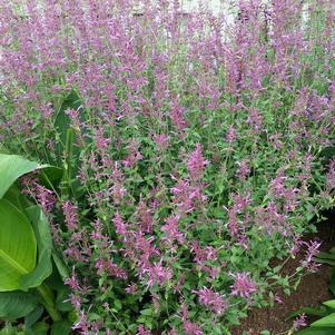 Agastache mexicana 'Heatwave'